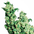 Jack Herer - SENSI SEEDS