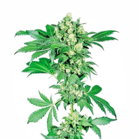 Afghani #1 - SENSI SEEDS | TanieSianie.pl