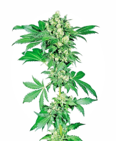 Afghani #1 - SENSI SEEDS | TanieSianie.pl
