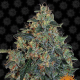 Blueberry OG - BARNEY'S FARM | TanieSianie.pl