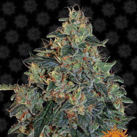 Blueberry OG - BARNEY'S FARM | TanieSianie.pl