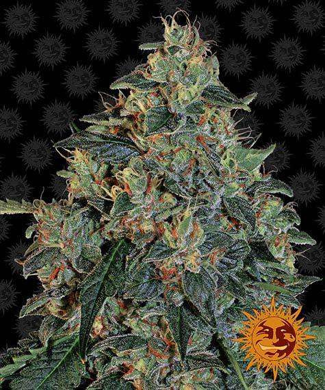 Blueberry OG - BARNEY'S FARM | TanieSianie.pl