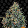 Blueberry OG - BARNEY'S FARM