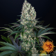 Blueberry OG - BARNEY'S FARM | TanieSianie.pl