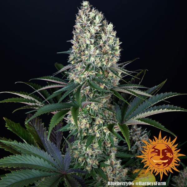 Blueberry OG - BARNEY'S FARM | TanieSianie.pl