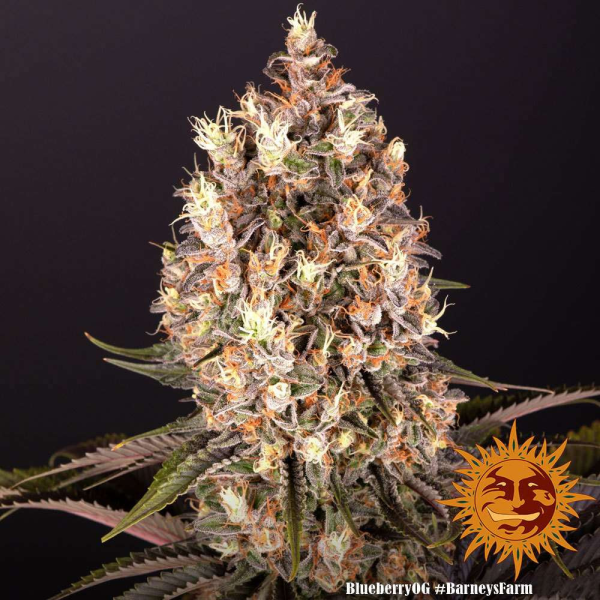 Blueberry OG - BARNEY'S FARM | TanieSianie.pl