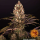 Blueberry OG - BARNEY'S FARM | TanieSianie.pl