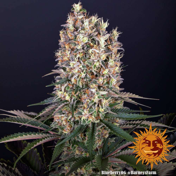 Blueberry OG - BARNEY'S FARM | TanieSianie.pl