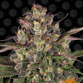 Peyote Critical - BARNEY'S FARM | TanieSianie.pl