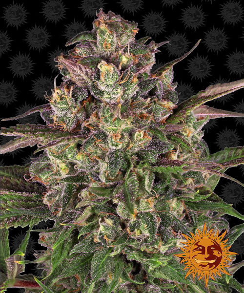 Peyote Critical - BARNEY'S FARM | TanieSianie.pl