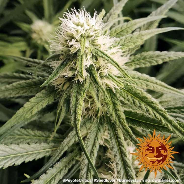 Peyote Critical - BARNEY'S FARM | TanieSianie.pl