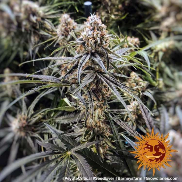 Peyote Critical - BARNEY'S FARM | TanieSianie.pl