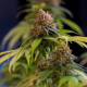 Shining Silver Haze - ROYAL QUEEN SEEDS | TanieSianie.pl