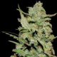Peyote Critical - BARNEY'S FARM | TanieSianie.pl