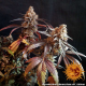 Peyote Critical - BARNEY'S FARM | TanieSianie.pl