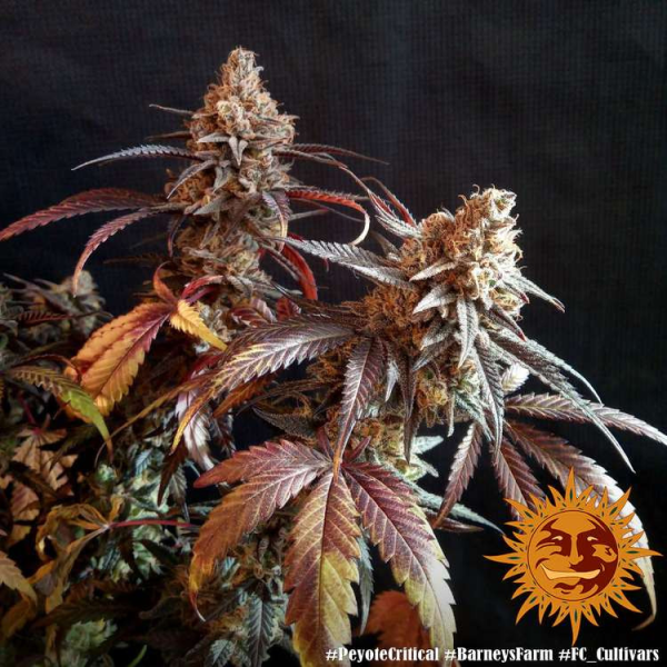 Peyote Critical - BARNEY'S FARM | TanieSianie.pl