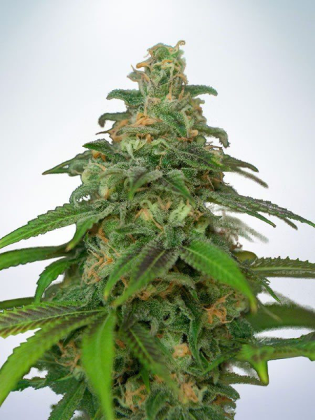 Auto Mandarin Haze - MINISTRY OF CANNABIS | TanieSianie.pl