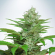 Auto CBD Star - MINISTRY OF CANNABIS | TanieSianie.pl