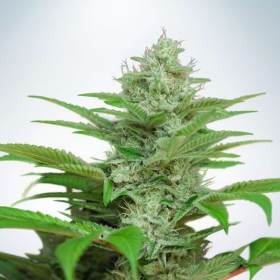 Auto CBD Star - MINISTRY OF CANNABIS | TanieSianie.pl