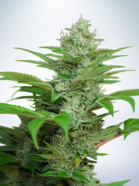 Auto CBD Star - MINISTRY OF CANNABIS | TanieSianie.pl