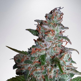 Auto Northern Lights - MINISTRY OF CANNABIS | TanieSianie.pl