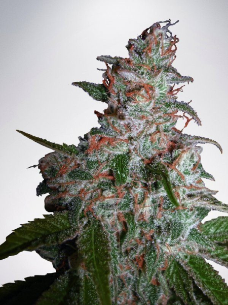 Auto Northern Lights - MINISTRY OF CANNABIS | TanieSianie.pl
