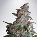 Auto Northern Lights - MINISTRY OF CANNABIS