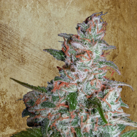 CBD STAR - MINISTRY OF CANNABIS | TanieSianie.pl