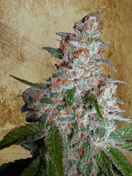 CBD STAR - MINISTRY OF CANNABIS | TanieSianie.pl
