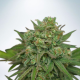 Instakush - MINISTRY OF CANNABIS | TanieSianie.pl