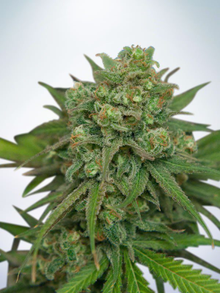 Instakush - MINISTRY OF CANNABIS | TanieSianie.pl