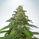 Mandarin Haze - MINISTRY OF CANNABIS | TanieSianie.pl