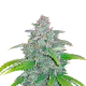 Blue Dream Matic Auto - FASTBUDS | TanieSianie.pl