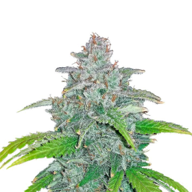 Blue Dream Matic Auto - FASTBUDS | TanieSianie.pl