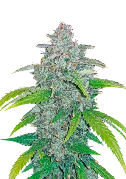 Blue Dream Matic Auto - FASTBUDS | TanieSianie.pl