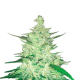CBD Crack Auto - FASTBUDS | TanieSianie.pl