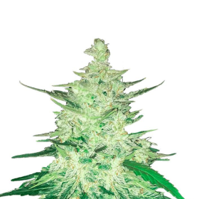 CBD Crack Auto - FASTBUDS | TanieSianie.pl