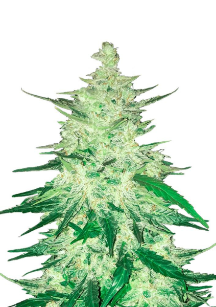 CBD Crack Auto - FASTBUDS | TanieSianie.pl