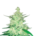 CBD Crack Auto - FASTBUDS