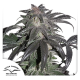 Bubba Island Kush - DUTCH PASSION | TanieSianie.pl