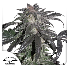Bubba Island Kush - DUTCH PASSION | TanieSianie.pl