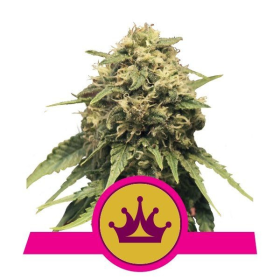 Special Queen #1 - ROYAL QUEEN SEEDS | TanieSianie.pl
