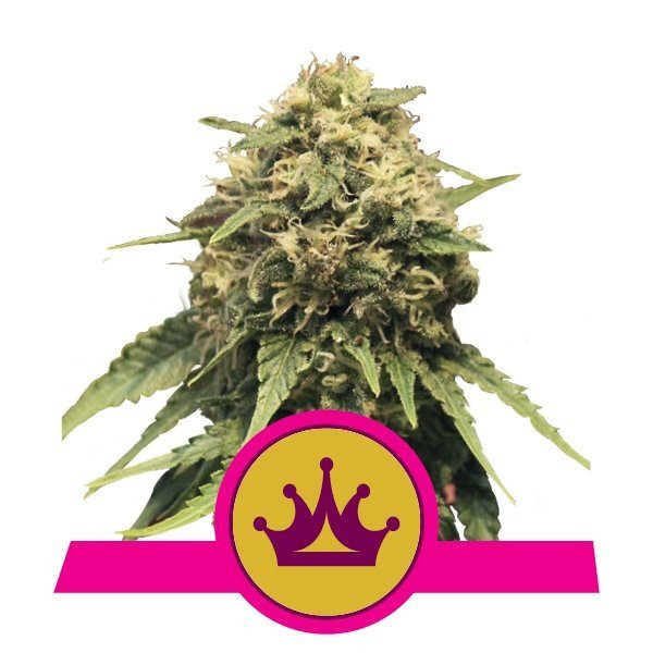 Special Queen #1 - ROYAL QUEEN SEEDS | TanieSianie.pl