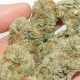 Bubba Island Kush - DUTCH PASSION | TanieSianie.pl