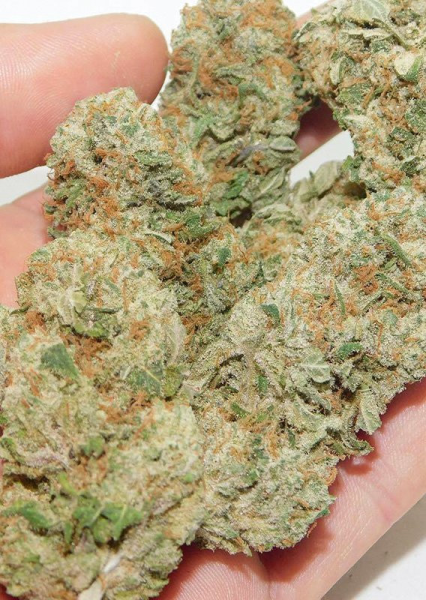 Bubba Island Kush - DUTCH PASSION | TanieSianie.pl