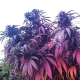 Bubba Island Kush - DUTCH PASSION | TanieSianie.pl