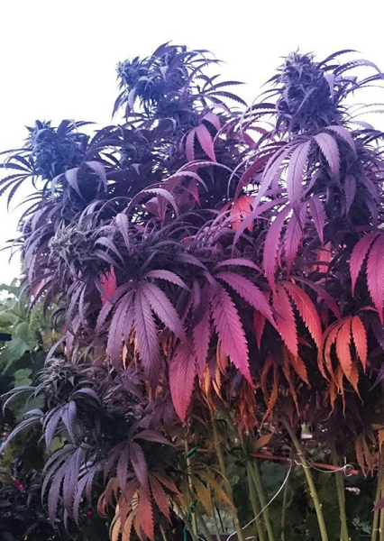 Bubba Island Kush - DUTCH PASSION | TanieSianie.pl