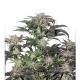 Bubba Island Kush - DUTCH PASSION | TanieSianie.pl