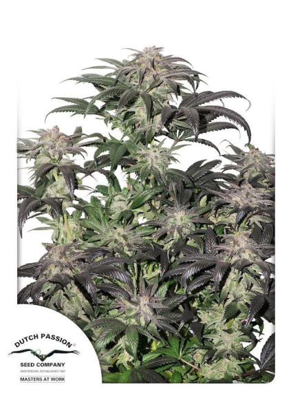 Bubba Island Kush - DUTCH PASSION | TanieSianie.pl