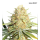 Lemon Zkittle - DUTCH PASSION | TanieSianie.pl